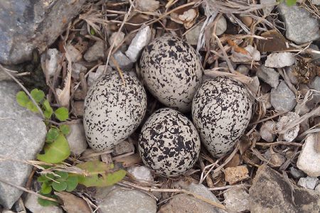 Donate to the Youth Scholarship Fund